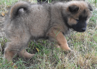 Du Domaine Des Joyaux - Eurasier - Portée née le 30/05/2024