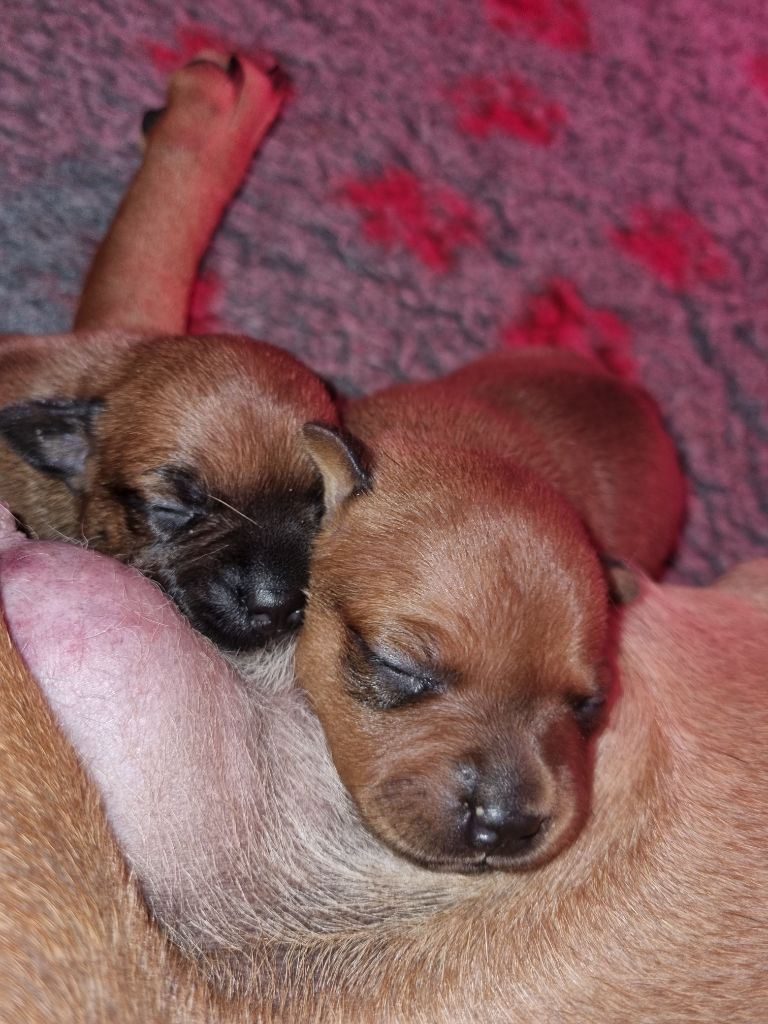 chiot Staffordshire Bull Terrier Du Domaine Des Joyaux