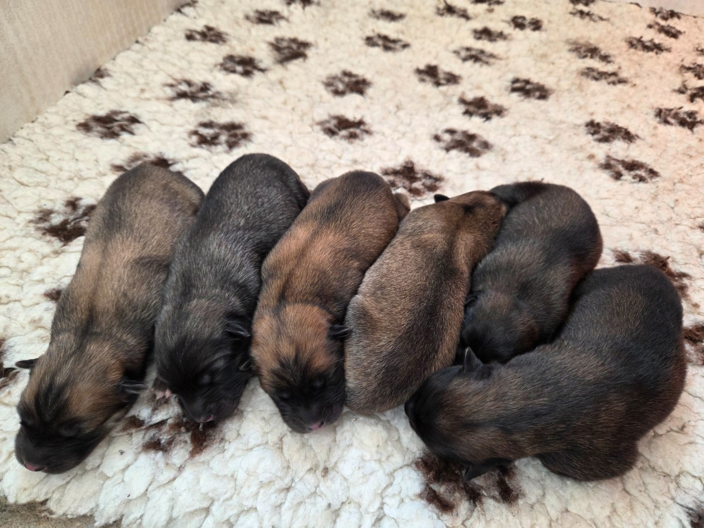 Les bébés sont nées !!