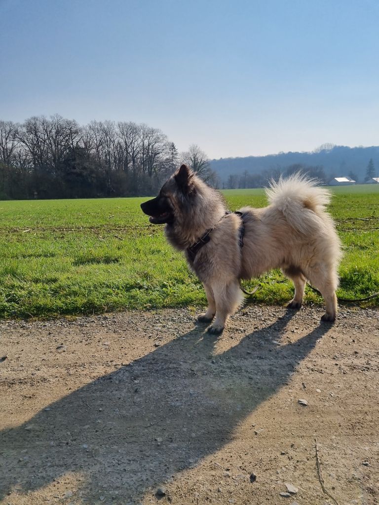 Padja 