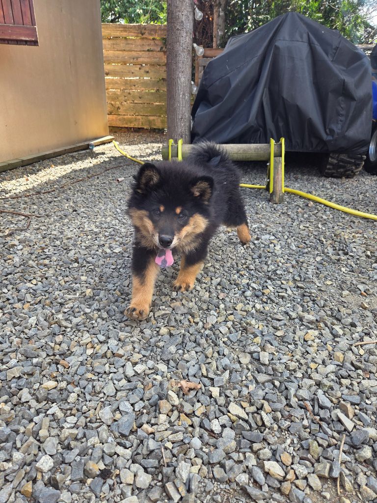 Du Domaine Des Joyaux - Chiots disponibles - Eurasier