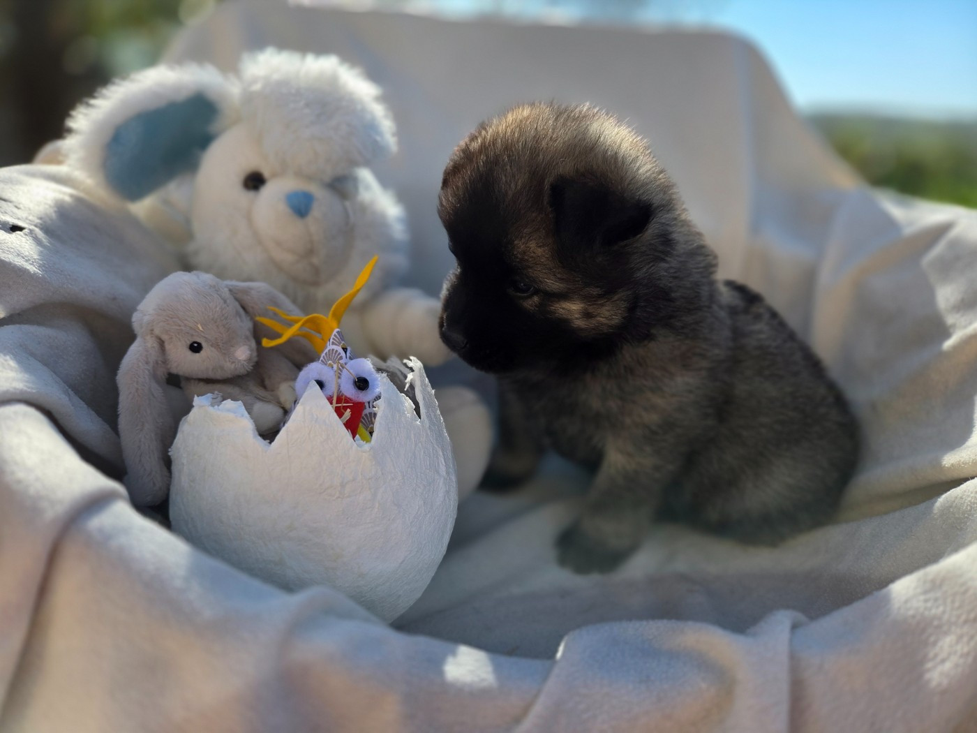 Du Domaine Des Joyaux - Chiots disponibles - Eurasier