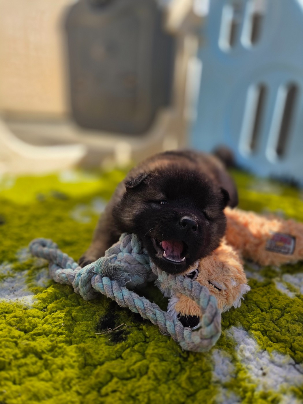 Du Domaine Des Joyaux - Chiots disponibles - Eurasier