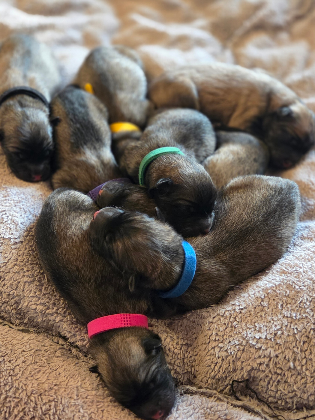 Du Domaine Des Joyaux - Chiots disponibles - Eurasier