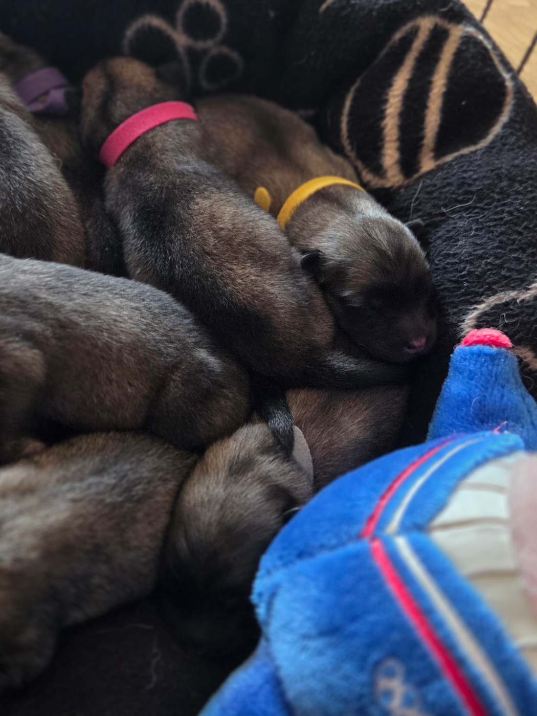 Du Domaine Des Joyaux - Chiots disponibles - Eurasier