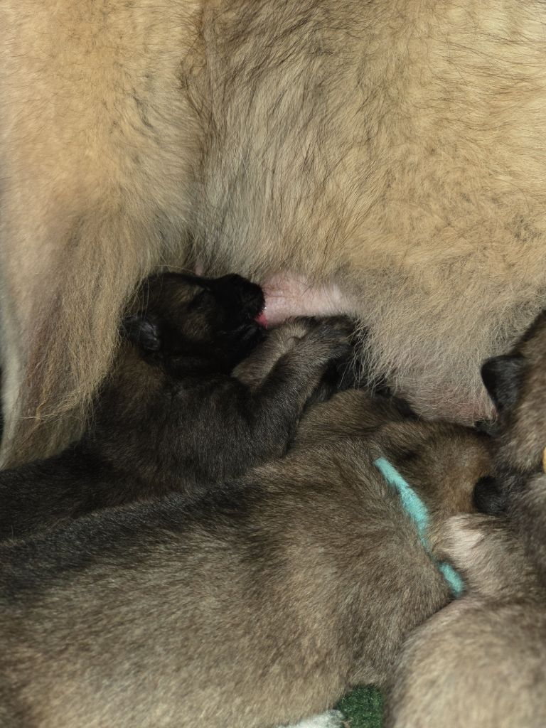 Du Domaine Des Joyaux - Chiots disponibles - Eurasier