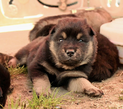 CHIOT