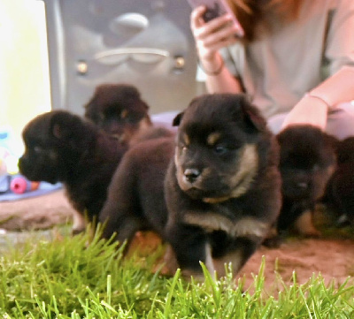 CHIOT