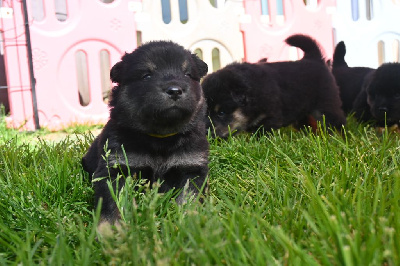 CHIOT