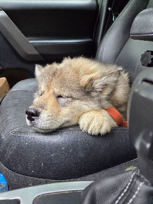 CHIOT