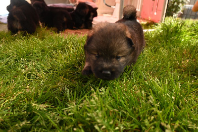 CHIOT