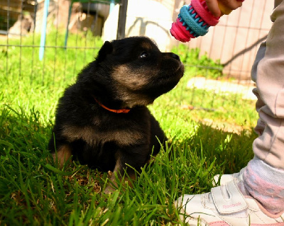 CHIOT