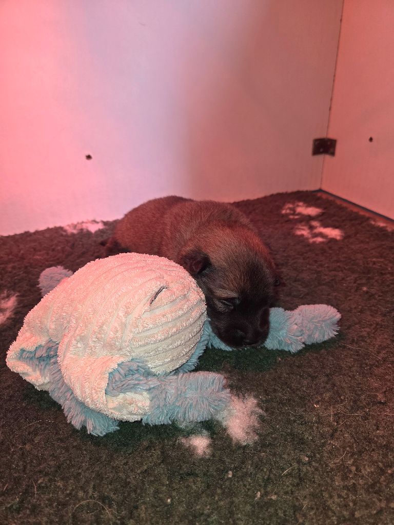 Du Domaine Des Joyaux - Chiots disponibles - Eurasier